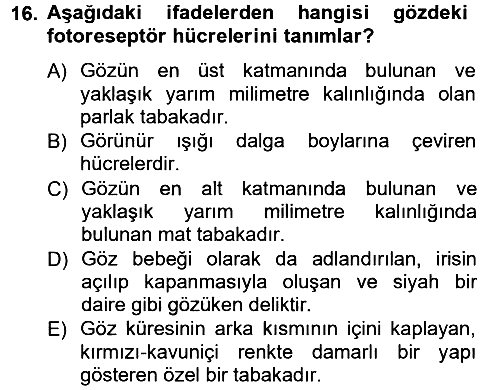Görsel Estetik 2012-2013 Ara Sınav - 16. soru