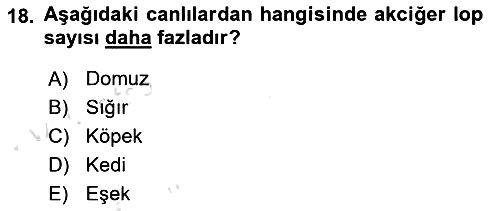 Temel Veteriner Anatomi 2023-2024 Ara Sınav - 18. soru