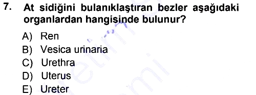 Temel Veteriner Anatomi 2012-2013 Dönem Sonu Sınavı - 7. soru