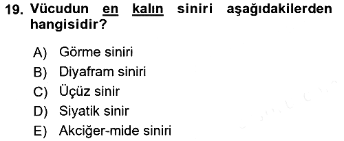 Temel Veteriner Anatomi 2017-2018 Dönem Sonu Sınavı - 19. soru
