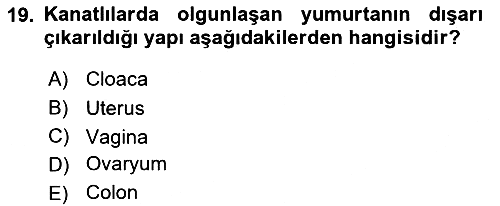 Temel Veteriner Anatomi 2022-2023 Dönem Sonu Sınavı - 19. soru