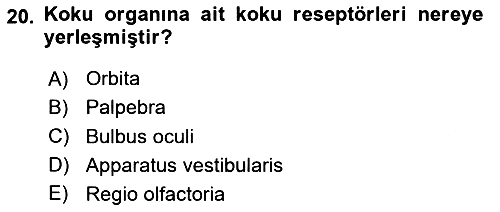 Temel Veteriner Anatomi 2024-2025 Yaz Okulu Sınavı - 20. soru
