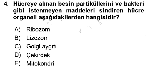 Temel Veteriner Fizyoloji 2017-2018 Ara Sınav - 4. soru