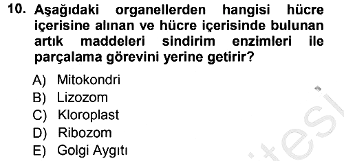 Temel Veteriner Genetik 2012-2013 Ara Sınav - 10. soru