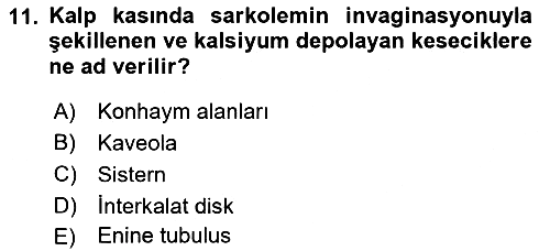 Temel Veteriner Histoloji ve Embriyoloji 2018-2019 Dönem Sonu Sınavı - 11. soru