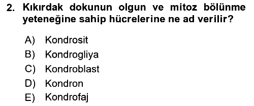 Temel Veteriner Histoloji ve Embriyoloji 2020-2021 Yaz Okulu Sınavı - 2. soru