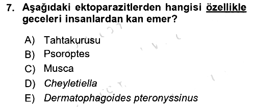 Temel Veteriner Parazitoloji 2024-2025 Dönem Sonu Sınavı - 7. soru