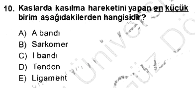 İnsan Anatomisi Ve Fizyolojisi 2013-2014 Ara Sınav - 10. soru