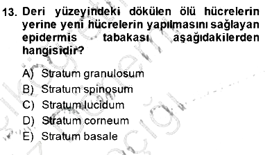 İnsan Anatomisi Ve Fizyolojisi 2014-2015 Ara Sınav - 13. soru