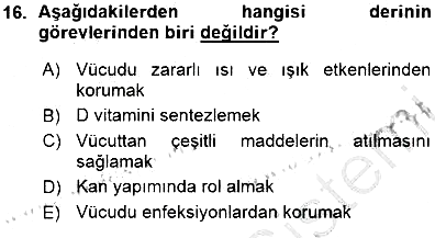 İnsan Anatomisi Ve Fizyolojisi 2015-2016 Ara Sınav - 16. soru