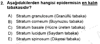 İnsan Anatomisi Ve Fizyolojisi 2015-2016 Dönem Sonu Sınavı - 2. soru