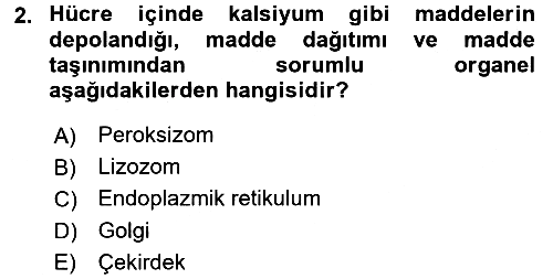 İnsan Beden Yapısı Ve Fizyolojisi 2017-2018 Ara Sınav - 2. soru