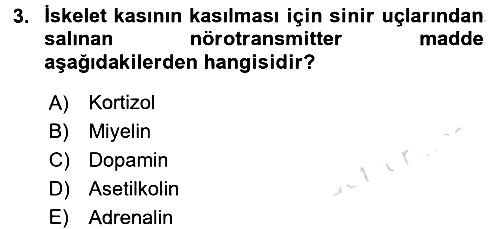 İnsan Beden Yapısı Ve Fizyolojisi 2017-2018 Ara Sınav - 3. soru