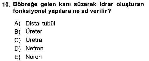 İnsan Beden Yapısı Ve Fizyolojisi 2024-2025 Yaz Okulu Sınavı - 10. soru