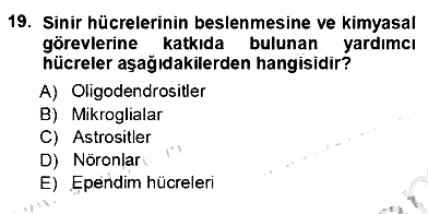 Tıp Terimleri 2012-2013 Ara Sınav - 19. soru