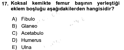 Tıp Terimleri 2017-2018 Ara Sınav - 17. soru