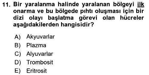 Tıp Terimleri 2023-2024 Dönem Sonu Sınavı - 11. soru