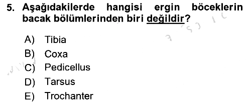 Entomoloji 2019-2020 Dönem Sonu Sınavı - 5. soru