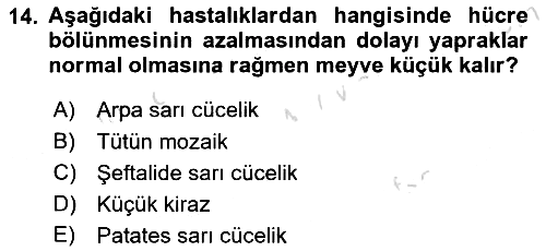 Fitopatoloji 2024-2025 Dönem Sonu Sınavı - 14. soru