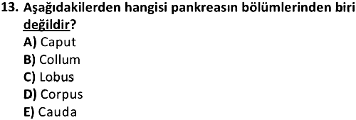 Temel Anatomi 2019-2020 Dönem Sonu Sınavı - 13. soru